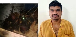 ಪರವಾನಿಗೆ ಇಲ್ಲದೆ 11 ಜಾನುವಾರುಗಳ ಅಕ್ರಮ ಸಾಗಾಟ; ಆರೋಪಿ ಬಂಧನ