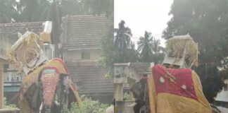 ಶಿವಮೊಗ್ಗ ದಸರಾ: ಅಂಬಾರಿ ಹೊತ್ತು ದಿಕ್ಕಾಪಾಲಾಗಿ ಓಡಿದ ಸೋಮಣ್ಣ ಆನೆ